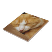 Sleeping Kitten Tegeltje (Zijkant)