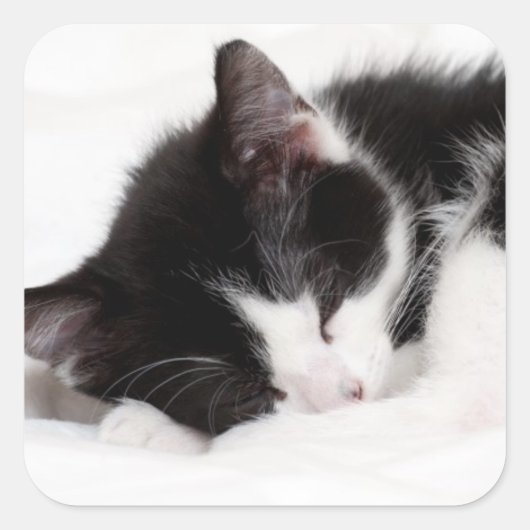 Sleeping Kitten Vierkante Sticker (Voorkant)