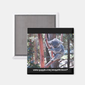 Sleeping Koala Magneet (Voorkant / Achterkant)