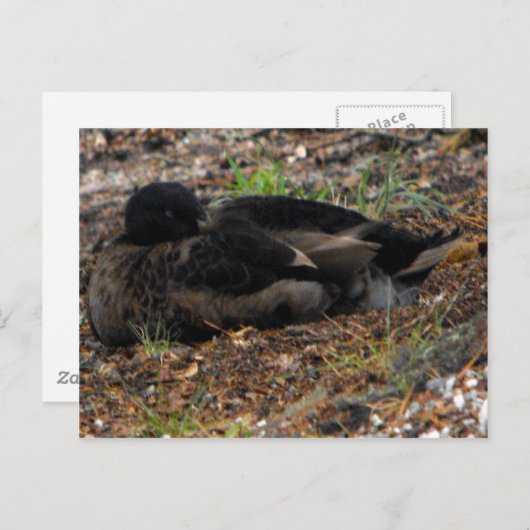 Sleeping Mallard Duck Briefkaart (Voorkant / Achterkant)