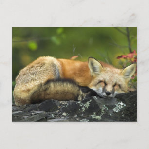 Sleeping Red Fox Briefkaart
