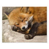Sleeping Red Fox Foto Afdruk (Voorkant)