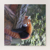 Sleeping Red Panda Legpuzzel (Horizontaal)