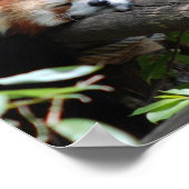 Sleeping Red Panda Poster (Hoek)