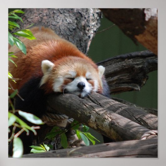 Sleeping Red Panda Poster (Voorkant)
