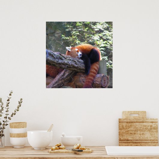 Sleeping Red Panda Poster (Keuken)