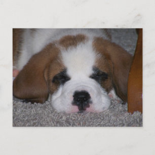 Sleeping St. Bernard Puppy Briefkaart