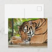 Sleeping Tiger Foto Briefkaart (Voorkant / Achterkant)