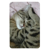 Sleeping tijger-kat magneet (Verticaal)