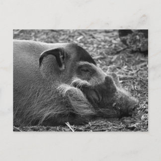 "Sleeping Vietnamees hog" Briefkaart