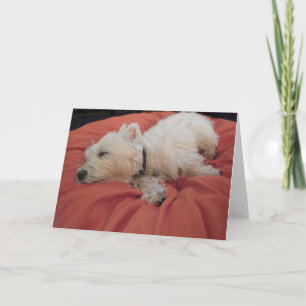 Sleeping Westie Foto Wenskaart Kaart