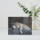 Sleeping Wolf of Northern Minnesota Briefkaart (Staand voorkant)