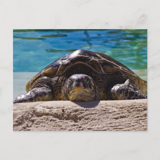 Sleepschildpad Briefkaart (Voorkant)