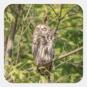 Sleepy Barred Owl Vierkante Sticker