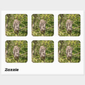Sleepy Barred Owl Vierkante Sticker (Vel)