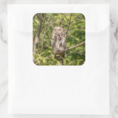 Sleepy Barred Owl Vierkante Sticker (Tas)