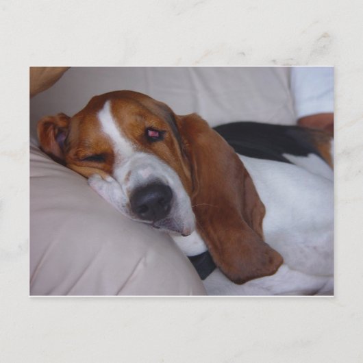 Sleepy Basset Hound Briefkaart (Voorkant)