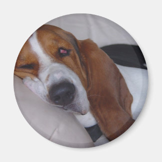 Sleepy Basset Hound Magneet