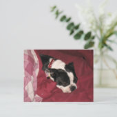 Sleepy Boston Briefkaart (Staand voorkant)