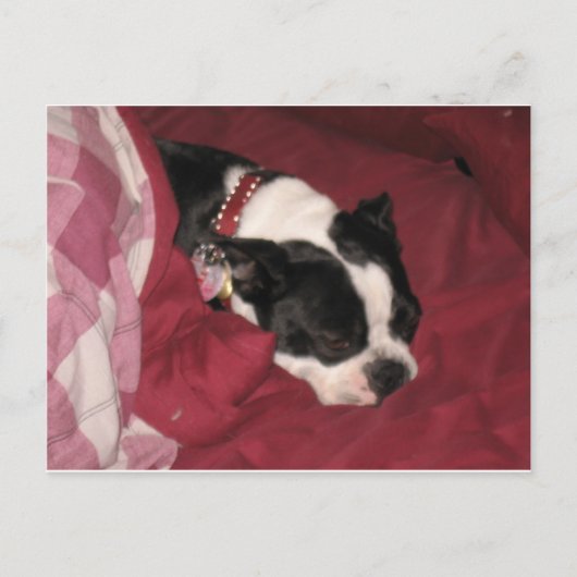 Sleepy Boston Briefkaart (Voorkant)