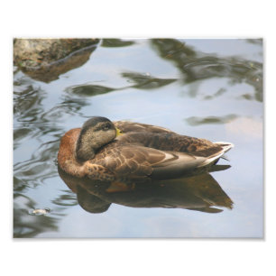 Sleepy Brown Mallard Duck 10x8 Natuur Foto Afdruk