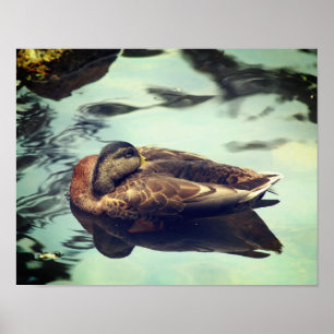 Sleepy Brown Mallard Duck Natuur Poster