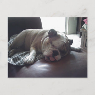 Sleepy bulldog briefkaart