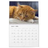 Sleepy Cats Calendrier des Murs Photo (Mar 2026)