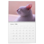 Sleepy Cats Calendrier des Murs Photo (Jan 2026)