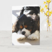 Sleepy Cavalier Kaart (Gele Bloem)