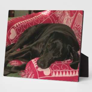 Sleepy Dog Plaque Fotoplaat