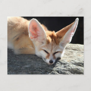Sleepy Fennec Fox Briefkaart