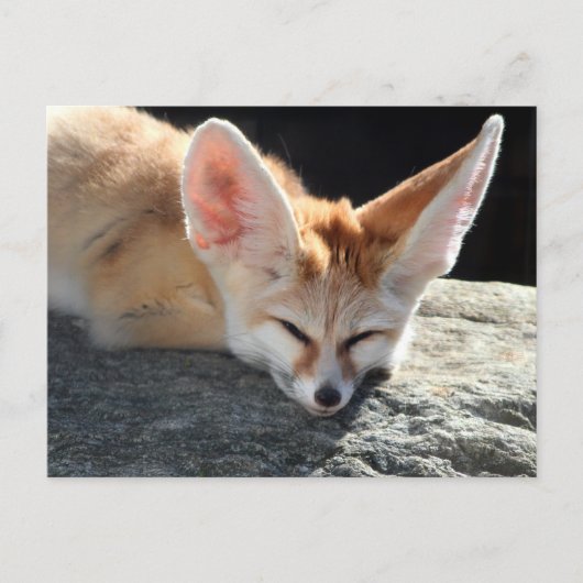 Sleepy Fennec Fox Briefkaart (Voorkant)