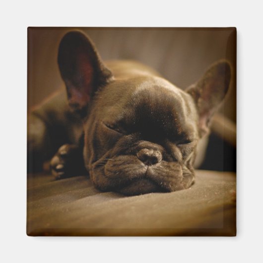Sleepy French Bulldog Magneet (Voorkant)