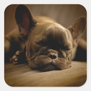 Sleepy French Bulldog Vierkante Sticker
