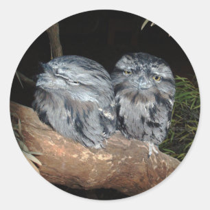 Sleepy Frogmouth Uilen, Ronde Sticker
