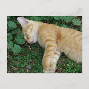 Sleepy Ginger Kitten Briefkaart