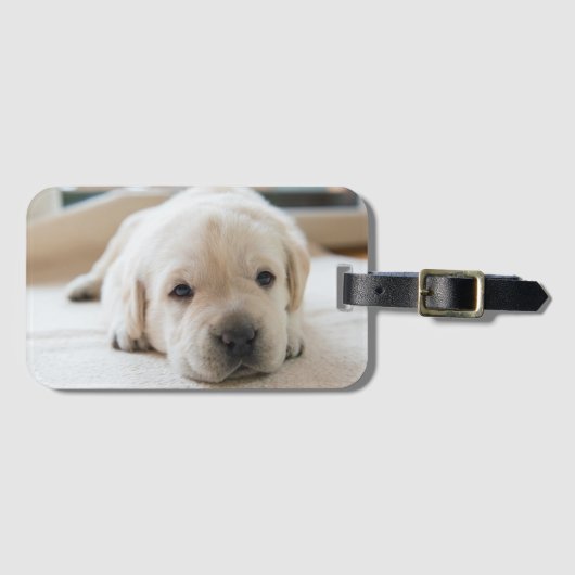 Sleepy Golden Labrador Puppy Bagagelabel (Voorkant (horizontaal))