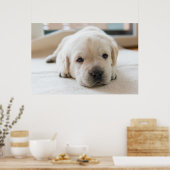 Sleepy Golden Labrador Puppy Poster (Keuken)