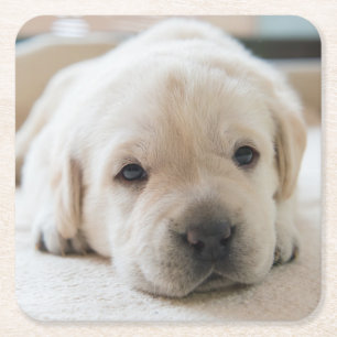 Sleepy Golden Labrador Puppy Vierkante Kartonnen Onderzetter