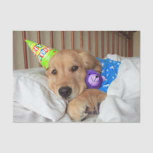 Sleepy Golden Retriever in Pajamas Birthday Tissuepapier