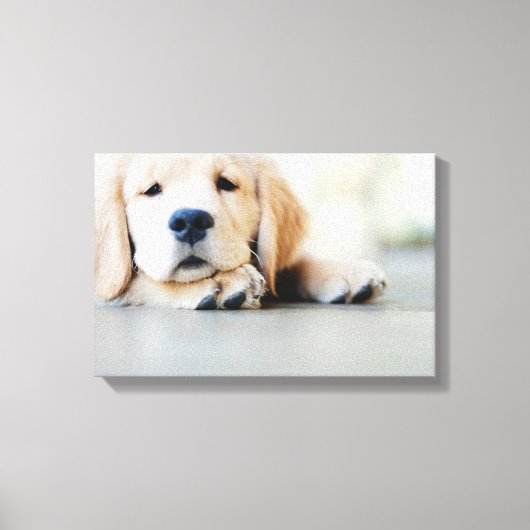 Sleepy Golden Retriever Puppy Canvas Afdruk (Voorkant)