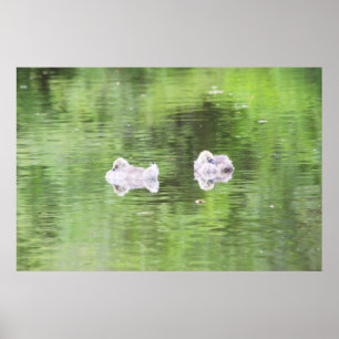 Sleepy Goslings Poster