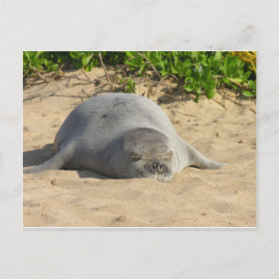 Sleepy Hawaiian Monk Seal Briefkaart