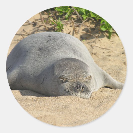 Sleepy Hawaiian Monk Seal Ronde Sticker (Voorkant)