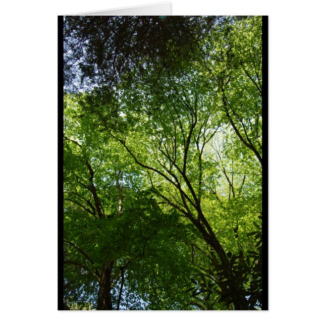 Sleepy Hollow-bomen (Voorkant)