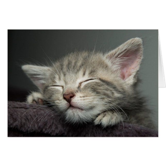 Sleepy Kitten (Voorkant Horizontaal)