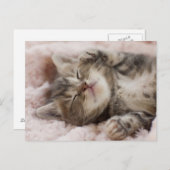 Sleepy Kitten Briefkaart (Voorkant / Achterkant)
