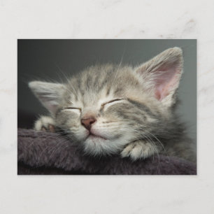 Sleepy Kitten Briefkaart