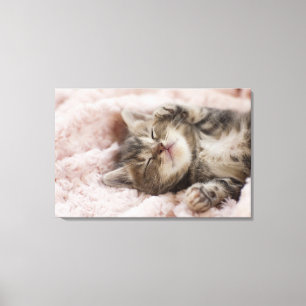 Sleepy Kitten Canvas Afdruk